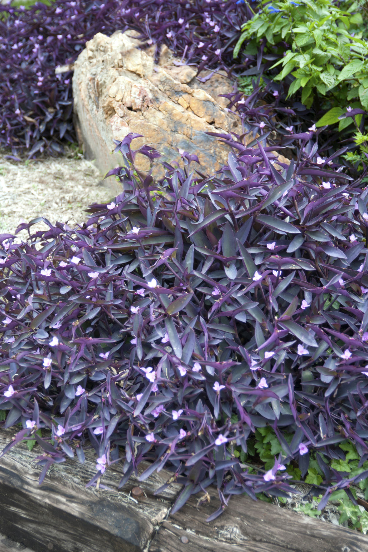 12.02.19 Purpleheart.jpg
